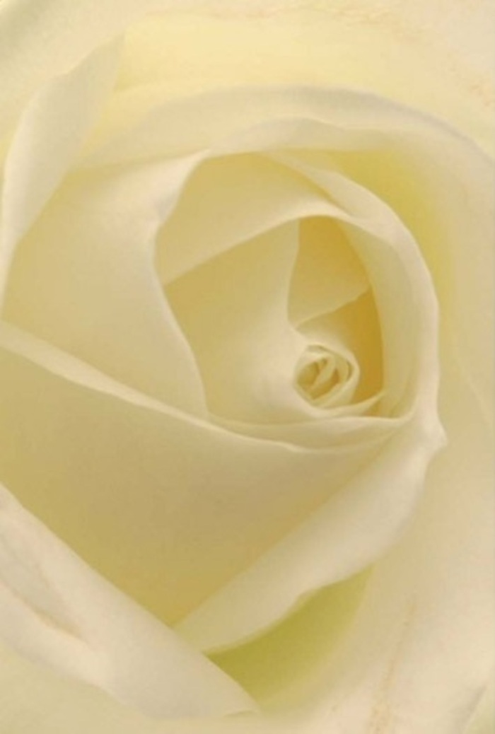 Study the pure white rose up close and you'll witness a tapestry of softness and serene illumination woven through every petal-an artistry familiar to those walking Haggerston's lively side streets. The petals unfold smoothly, blending shades of creamy ivory and hints of butter yellow that catch the gentle morning light, lending the entire bloom an ethereal glow. The center, a spiraled core of perfection, symbolizes purity and inner strength, making this an ideal selection for meaningful gestures: an apology, a romantic overture, or a centerpiece at a local wedding venue. The subtle gradations in color and shadow reveal the quiet expertise of Haggerston's florists, whose dedication is reflected in each flawless arrangement. Imagine the subtle, fresh fragrance-a clean, understated aroma that fills a room with calm and optimism. In this detailed image, the artistry and emotion behind every composition is palpable; it showcases a flower that uplifts any moment, be it a quiet reflection or a communal celebration, within Haggerston's spirited neighborhood.
